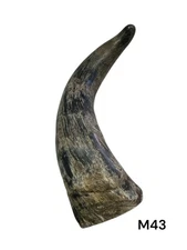 ONE MEDIUM UNPOLISHED COW HORN , REAL HORN , ONE OF A KIND , NATURAL COLOR , #43