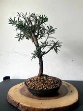 AWESOME! Fantastic Buddhist Pine - Podocarpus Pre-Bonsai, 11 Years, HUGE TRUNK