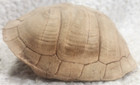 Real 5.25” Turtle Shell Taxidermy Oddity Curiosity Craft Specimen — photo 1