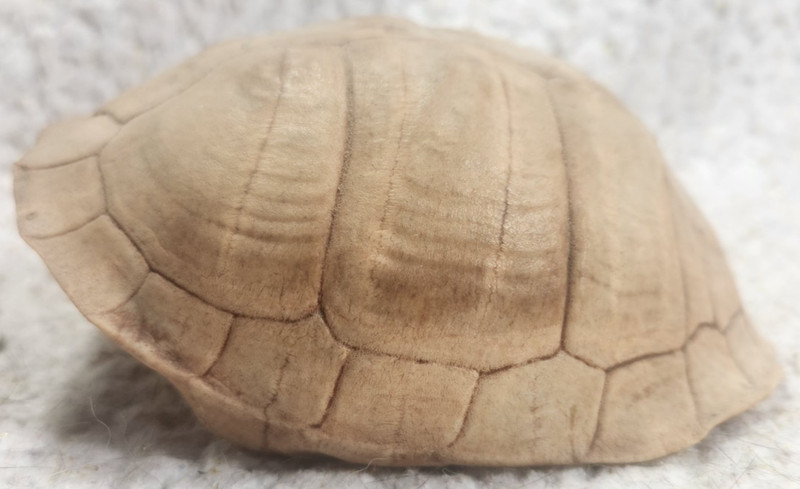Real 5.25” Turtle Shell Taxidermy Oddity Curiosity Craft Specimen