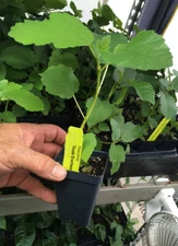 Texas Everbearing Fig – Ficus Carica - Live Plant