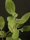 Gooch Sedum — photo 3