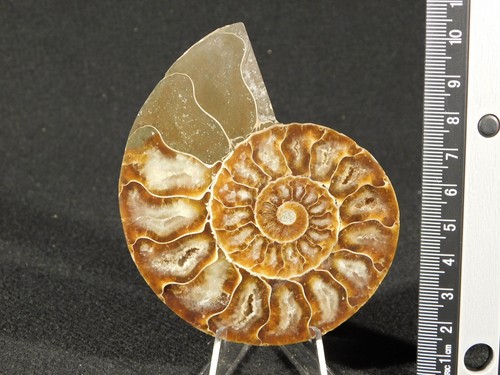 Larger! Cut and Polished Cleoniceras AMMONITE Fossil From Madagascar 105gr - Picture 3 of 12