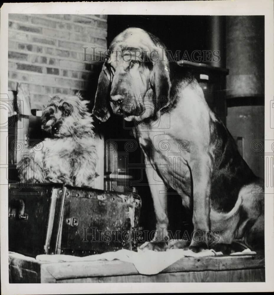 1947 Press Photo Dogs at International Kennel Club All Breed Show