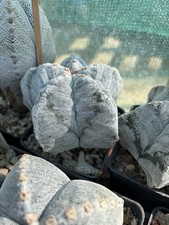 astrophytum kikko Onzuka