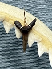 SHARK TOOTH PENDANT.. fossilized 1 1/8 inch Sand Tiger ( NON ENDANGERED )
