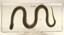 Chinese Water Snake Encased in Crystal Clear Lucite Resin 6.3" Paperweight Block