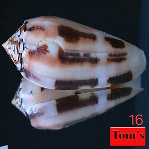 Conus chusaki f. sumbaensis #16  64.5mm PINK! EXQUISITE BEAUTY from Indonesia