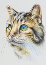 ACEO cat watercolor pencil by the author original 3,5