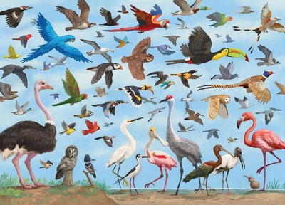 Peter Pauper Press All the Birds  1000 Piece Jigsaw Puzzle