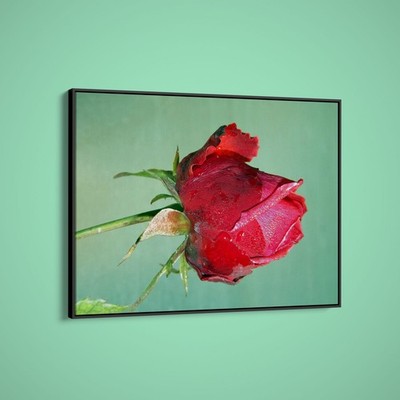 Artographie - Red Rose - Art Print on Paper or Canvas