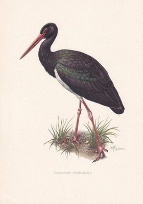 1960 SCHWARZSTORCH Vogel Druck - Vintage Vogel Wandkunst Dekor - 7,5 x 10,6 Zoll