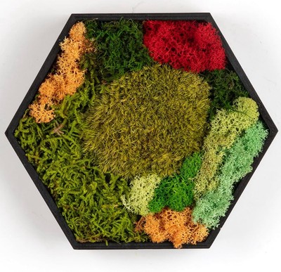 Preserved Colored Real Moss Frame Art Wall Decor No Watering or Sunlight Needed
