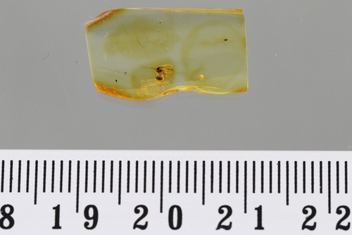 LADYBIRD BEETLE Ladybug Coccinellidae & MIDGE Fossil BALTIC AMBER + HQ P 230905 - Picture 5 of 5