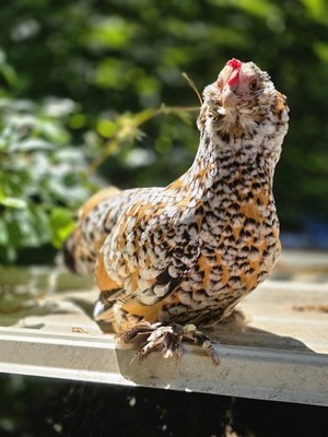 6+ Mille De Fleur Duccle Hatching Eggs. Gorgeous Birds, NPIP Tested Flock!