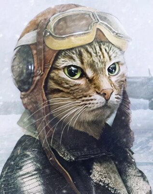 Aviator Cat Sticker Decal