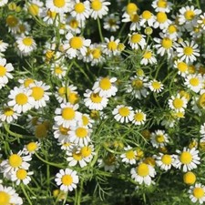 x3 HERB CHAMOMILE (ANTHEMIS NOBILIS) – 3 Plug Plants!