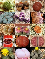 RARE Lithops MIX succulent cactus EXOTIC living stone desert rock seed 100 SEEDS