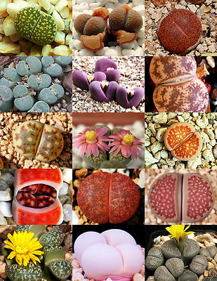 RARE Lithops MIX succulent cactus EXOTIC living stones desert rock seed 30  SEEDS