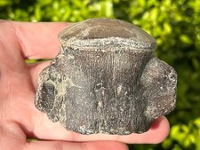 NICE Fossil Mosasaur Pygal Vertebrae Texas Ozan Fm Dinosaur Bones Cretaceous
