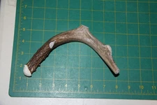 Small Straight Deer Antler Dog Chew #6 / bone chews deer elk treats deer 813
