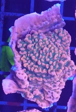 [WYSIWYG] WWC Cherry Tree Monti Cap Frag #2 Easy Montipora SPS Live Coral