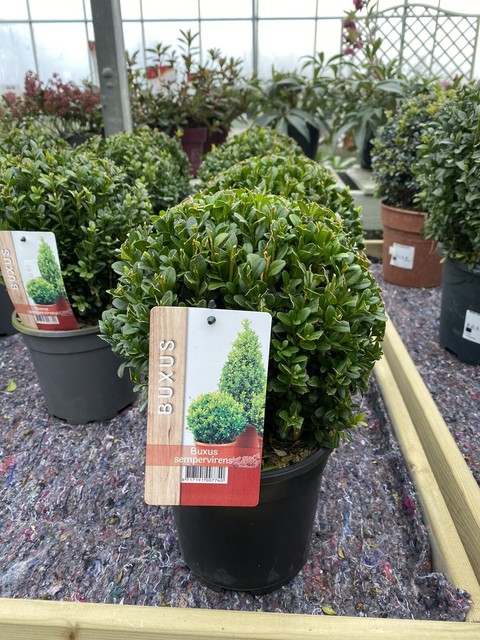 Buxus Ball 20cm | Evergreen Topiary Balls.. Very Cheap & Good Quality Buxus Ball 20cm | Evergreen Topiary Balls.. Very Cheap & Good Quality