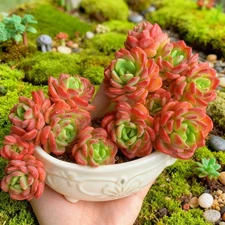 Echeveria ‘Fanta’ Succulents Plants Live, Bare root without soil pot,Garden Love