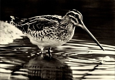 Ak Rastende Bekassine, Gallinago gallinago im Wasser - 10642310