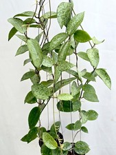 Salpicaduras de plata Hoya sp ming [2b17a004] 2 macetas, 2 plantas, 20-22 pulgadas ¡¡Raras!!!