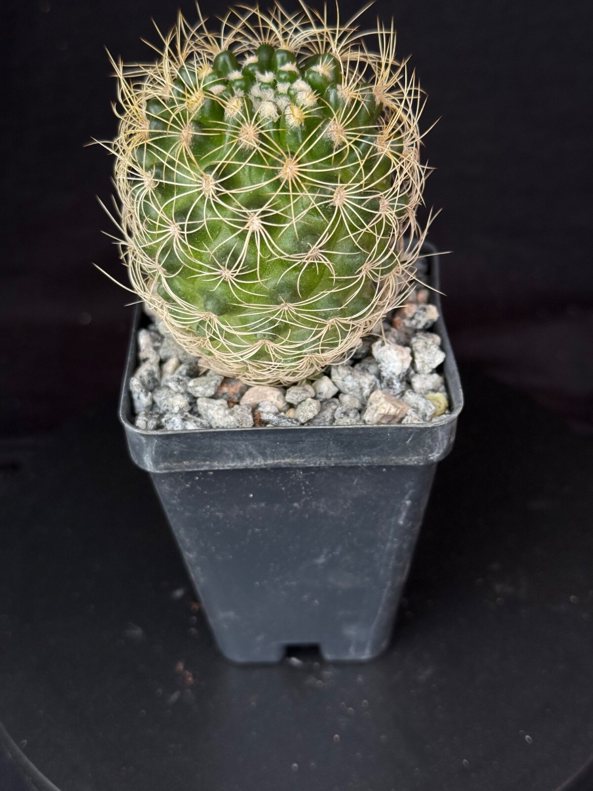 Discocactus araneispinus, cephalium bearing cactus plant
