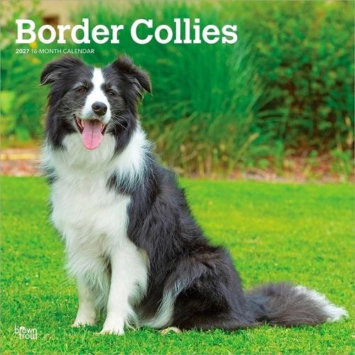 Border Collies 2027 12 X 24 Inch (Hanging) Monthly Square Wal... - 9798330712274 - Image 4