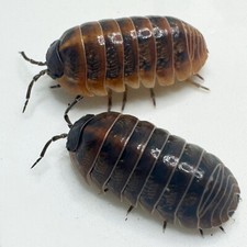 Isopod Factory 30 Armadillidium Vulgare Punta Cana Isopods Bioactive Clean Up