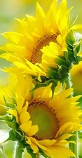 Digital Image Photo Wallpaper Background Desktop Art Sunflowers! Only 0.99 Cent!