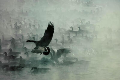 Galen Burrell - Returning to the Flock - Canada Geese - Good Condition S/N Litho