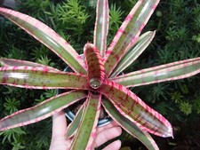 Neoregelia WHITE HOT EMBERS Bromeliad one tropical plant SMALL 