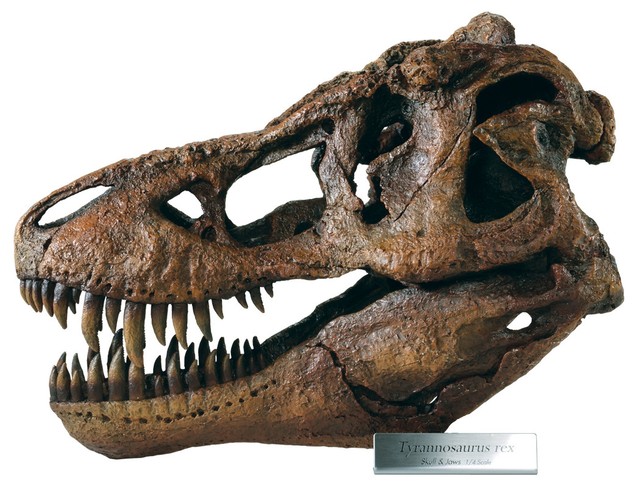 Skullduggery 0239 Tyrannosaurus Rex Skull Replica For Sale Online