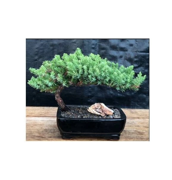 Juniper Bonsai Tree 7"H Medium Plant Outdoor Juniper Procumbens Nana Easy Care - Image 2 of 4