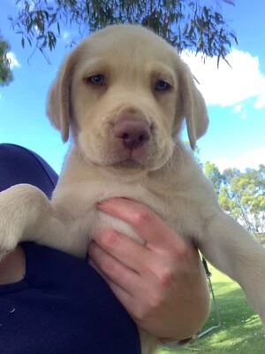 Labrador Puppies In Queensland Dogs Puppies Gumtree Australia Free Local Classifieds