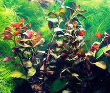 "Ludwigia Palustris Red - Vibrant Aquarium Live Plant" Aquascaping