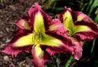 PIRATE’S SMILE      Daylilies 2 fans Return and multiply yearly World's Finest