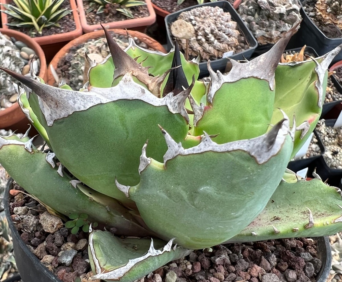 Agave titanota COMPACT cv 阿部 ABE (ex Japan) A3 no variegated