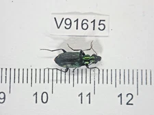 V91615. Insects, Beetles, Carabidae sp. North Vietnam, Dien Bien