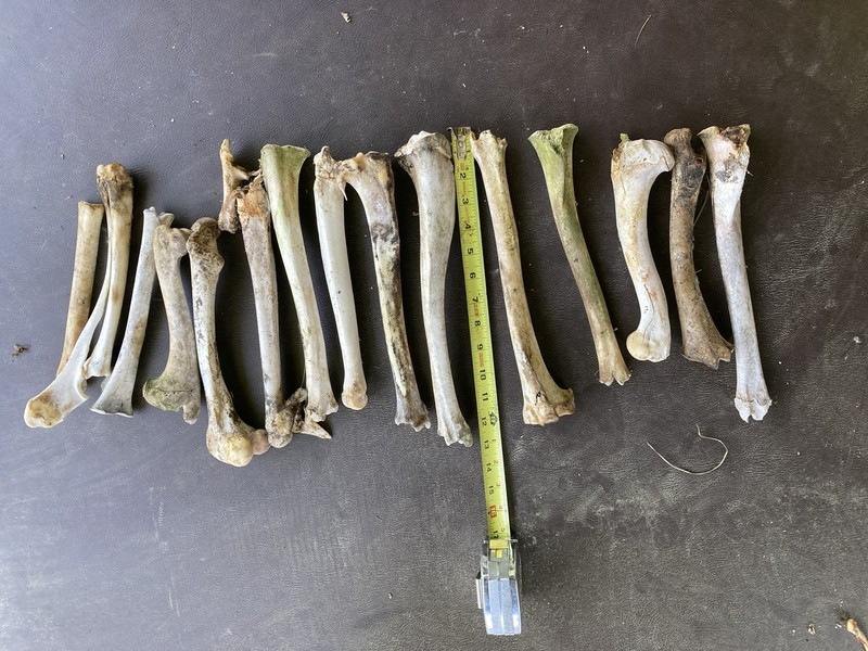 15 Assorted WhiteTail Deer Leg Bones. Naturally cleaned