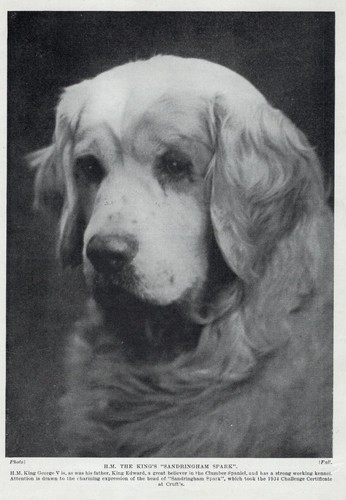 Clumber Spaniel "Spark" - 1934 Vintage Dog Art "Photo" Print - CUSTOM MATTED