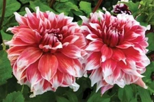 1 FROST NIP Dinner Plate Dahlia Bulb Tuber Clump *TRULY INCREDIBLE BLOOMS  * NEW