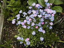 3150 SEEDS - bird's eyes FRAGRANT BIRDS EYE GroCo USA - BUY 15-SHIPS FREE