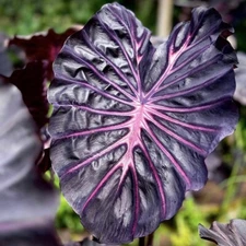 Colocasia Bulb Purple Star New Hybrid (Includes All Import Duties And Taxes)