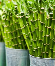 1 Lucky Bamboo Plant 16+” Stalk We’ll Rooted GIFT LIVE PLANT Straight