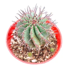 Euphorbia cereiformis Cactus